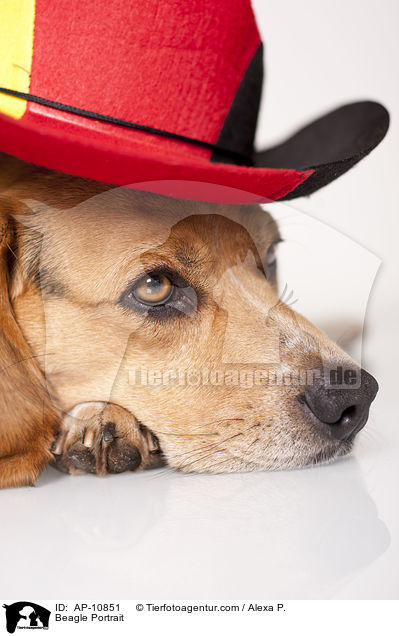 Beagle Portrait / Beagle Portrait / AP-10851