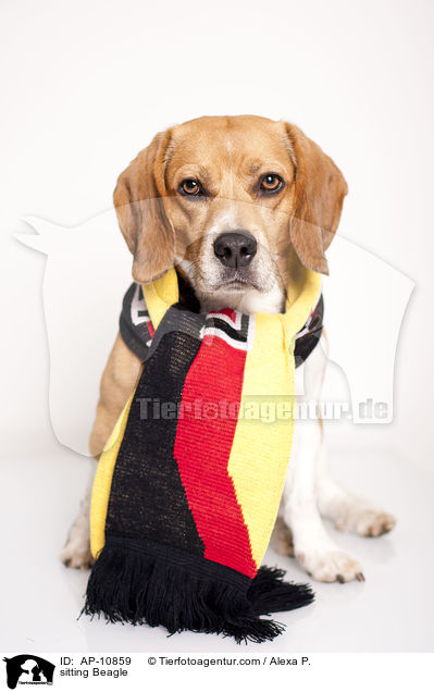 sitzender Beagle / sitting Beagle / AP-10859