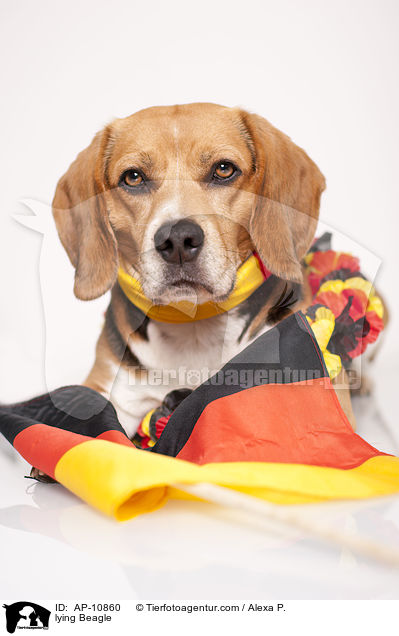 liegender Beagle / lying Beagle / AP-10860