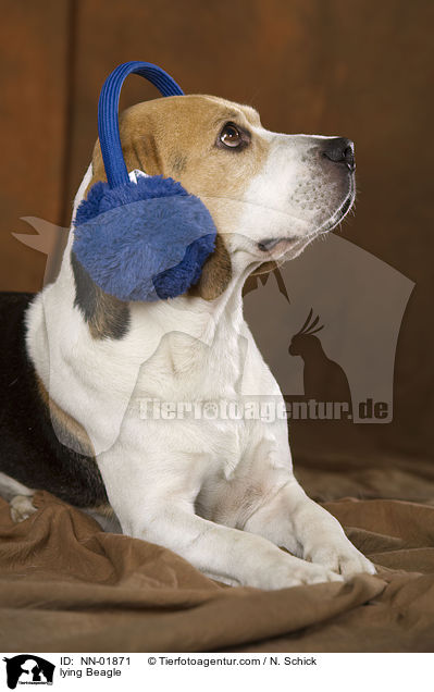 liegender Beagle / lying Beagle / NN-01871