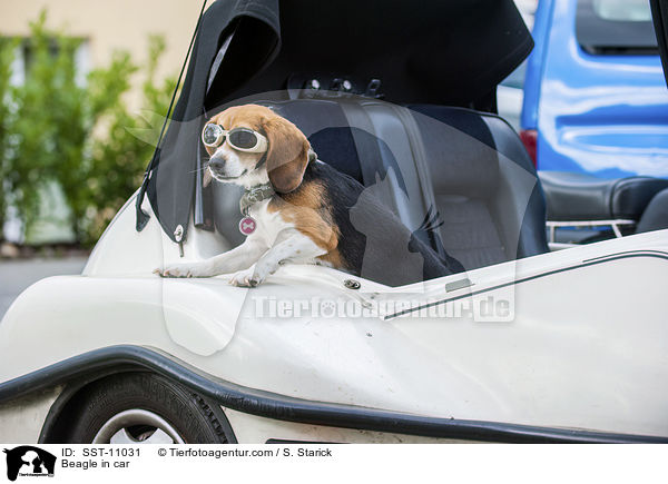 Beagle im Auto / Beagle in car / SST-11031