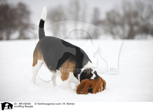 schnuppernder Beagle / snuffling Beagle / RR-49069