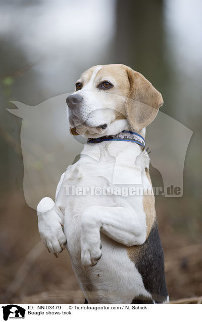 Beagle macht Mnnchen / Beagle shows trick / NN-03479