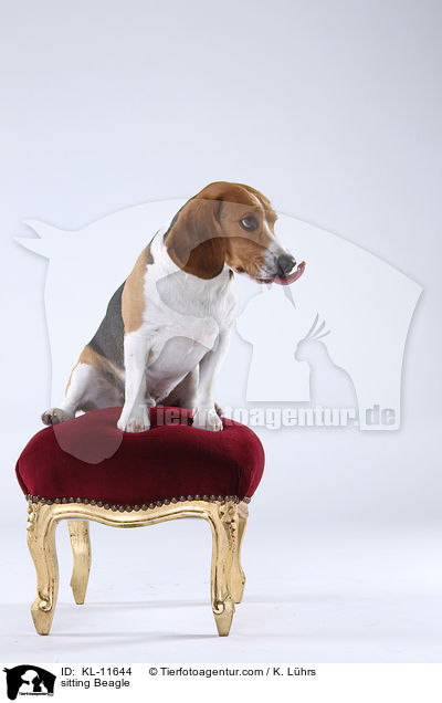 sitzender Beagle / sitting Beagle / KL-11644