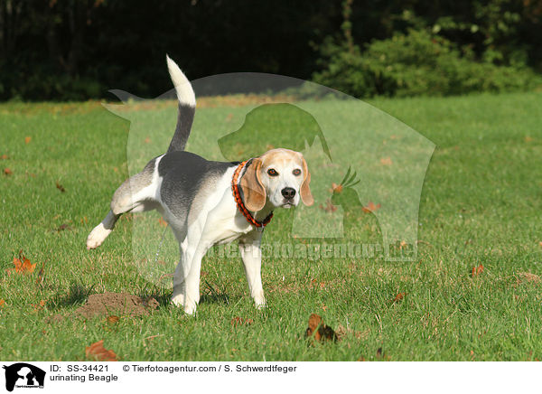 markierender Beagle / urinating Beagle / SS-34421