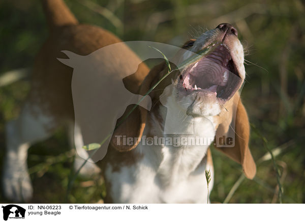 junger Beagle / young Beagle / NN-06223