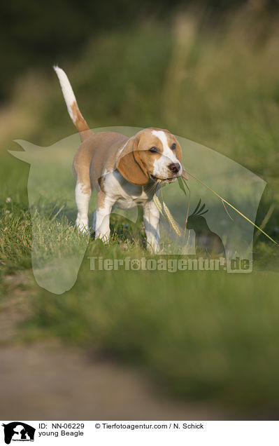 junger Beagle / young Beagle / NN-06229