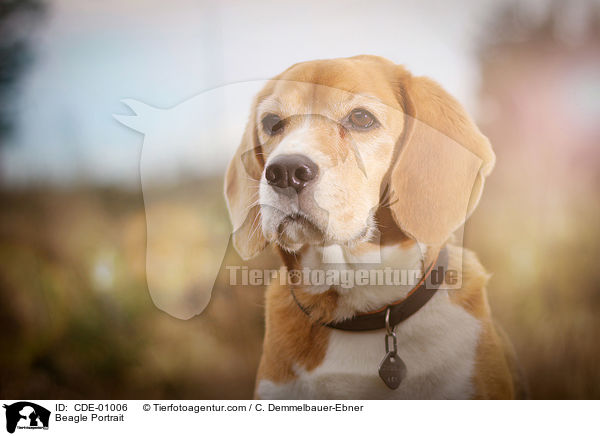 Beagle Portrait / Beagle Portrait / CDE-01006