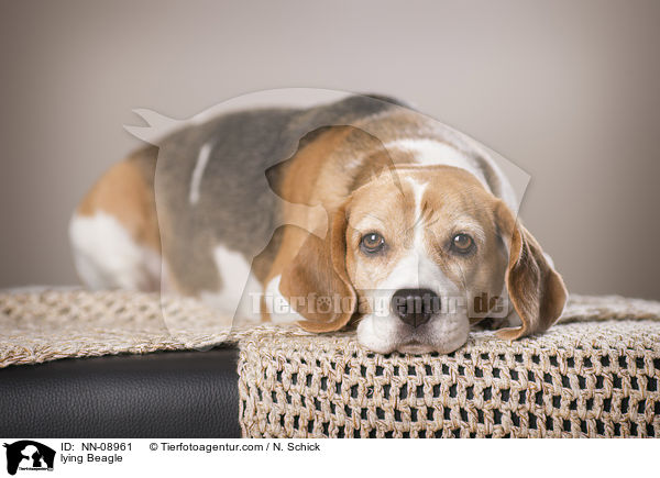 lying Beagle / NN-08961