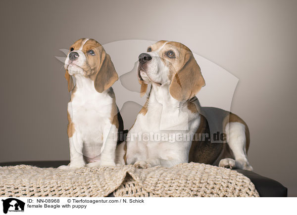 Beagle Hndin mit Welpe / female Beagle with puppy / NN-08968