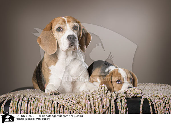 female Beagle with puppy / NN-08973