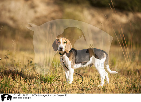 standing Beagle / AP-12603
