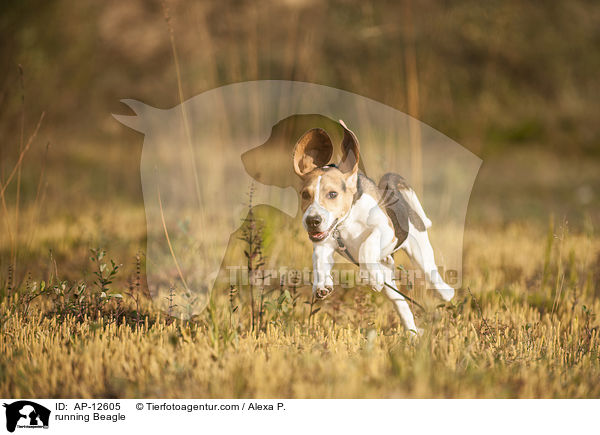 rennender Beagle / running Beagle / AP-12605