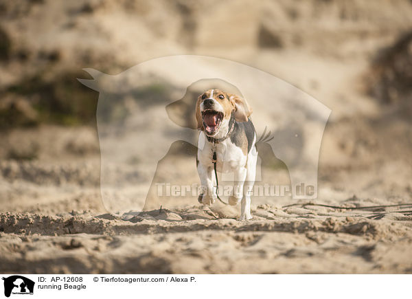 rennender Beagle / running Beagle / AP-12608