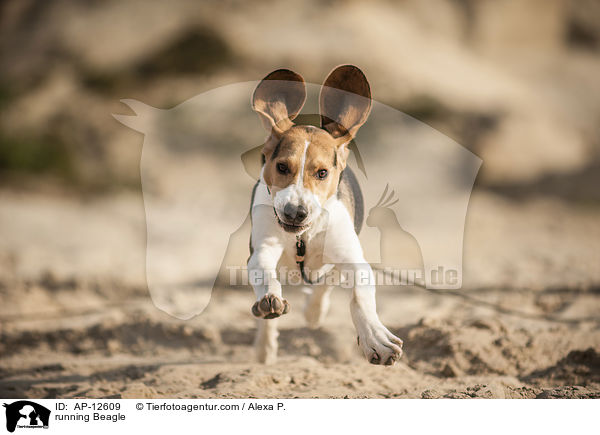 rennender Beagle / running Beagle / AP-12609