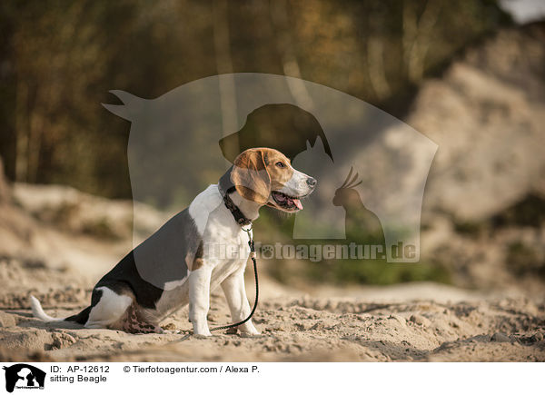 sitzender Beagle / sitting Beagle / AP-12612