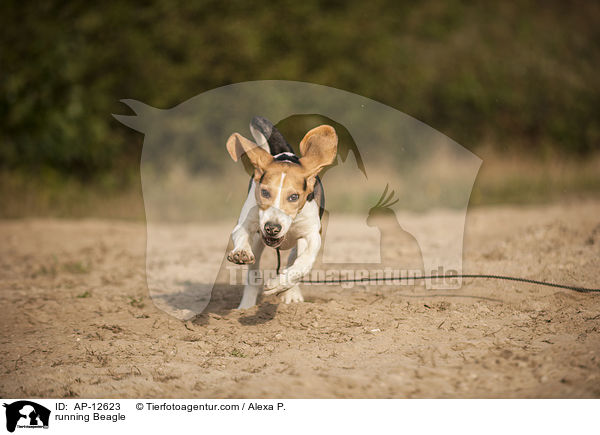 rennender Beagle / running Beagle / AP-12623