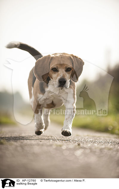 laufender Beagle / walking Beagle / AP-12760