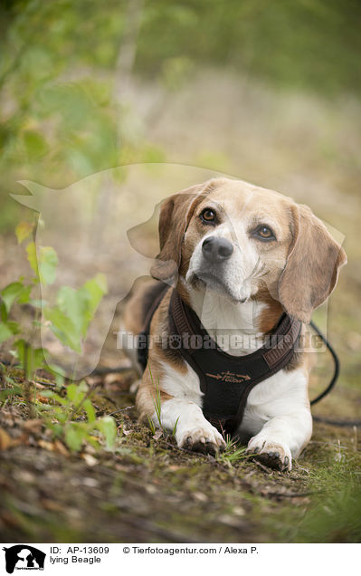 lying Beagle / AP-13609