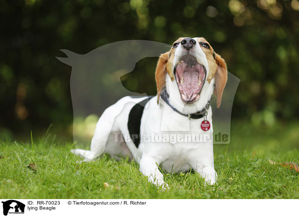 liegender Beagle / lying Beagle / RR-70023