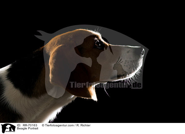 Beagle Portrait / Beagle Portrait / RR-70163