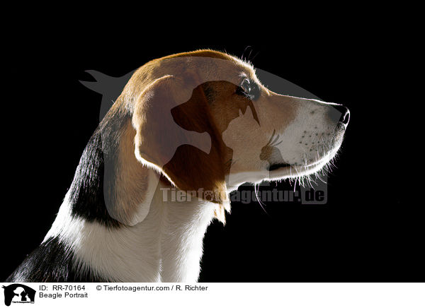 Beagle Portrait / Beagle Portrait / RR-70164