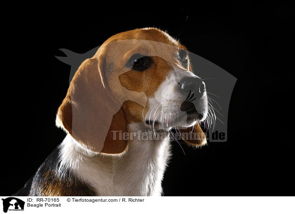 Beagle Portrait / Beagle Portrait / RR-70165