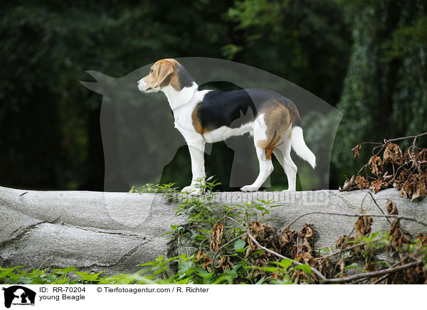 junger Beagle / young Beagle / RR-70204