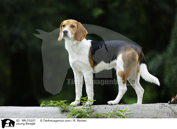 junger Beagle / young Beagle / RR-70207