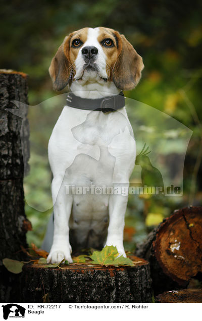 Beagle / Beagle / RR-72217