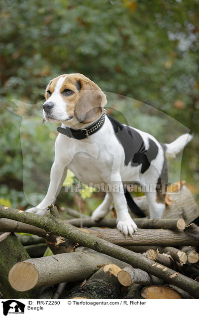 Beagle / Beagle / RR-72250