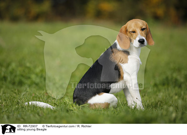 sitzender junger Beagle / sitting young Beagle / RR-72907