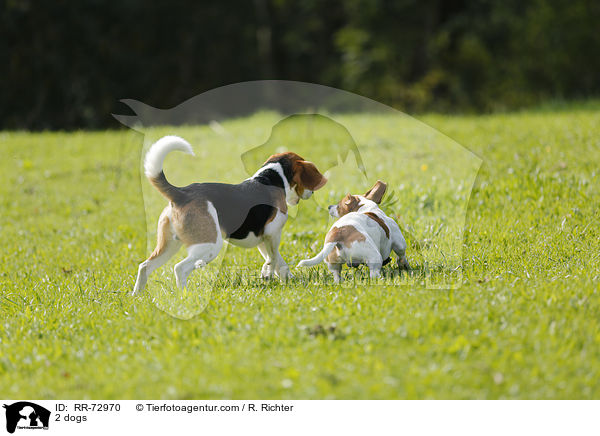 2 Hunde / 2 dogs / RR-72970