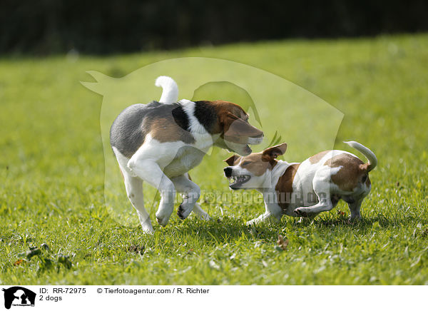 2 Hunde / 2 dogs / RR-72975