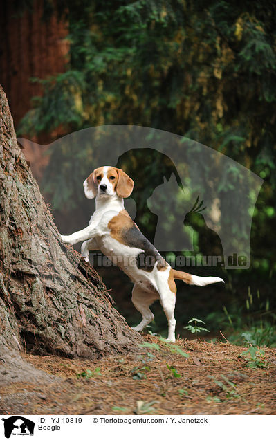 Beagle / Beagle / YJ-10819