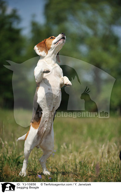 Beagle macht Mnnchen / begging Beagle / YJ-10856