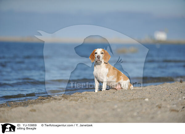 sitzender Beagle / sitting Beagle / YJ-10869