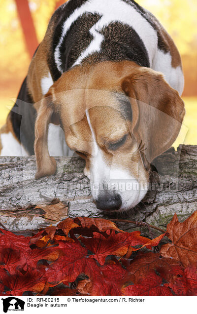 Beagle im Herbst / Beagle in autumn / RR-80215