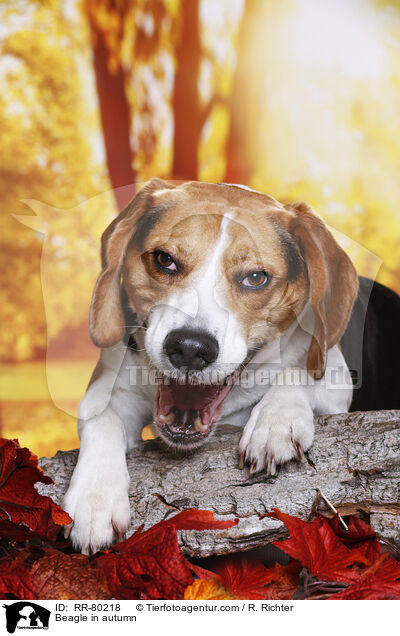 Beagle im Herbst / Beagle in autumn / RR-80218