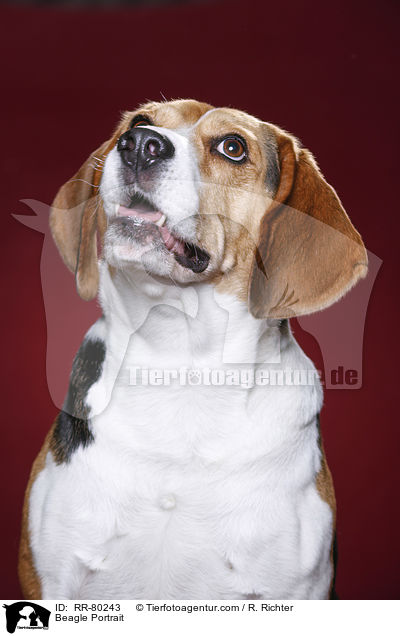 Beagle Portrait / Beagle Portrait / RR-80243