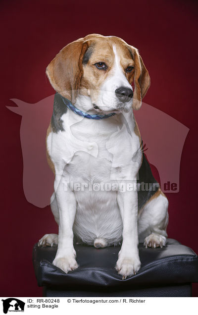 sitzender Beagle / sitting Beagle / RR-80248