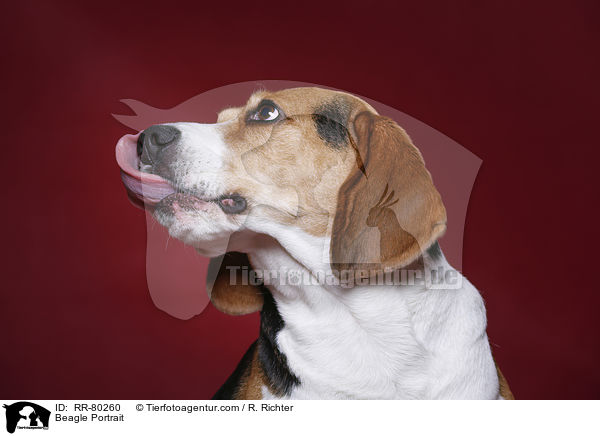 Beagle Portrait / Beagle Portrait / RR-80260