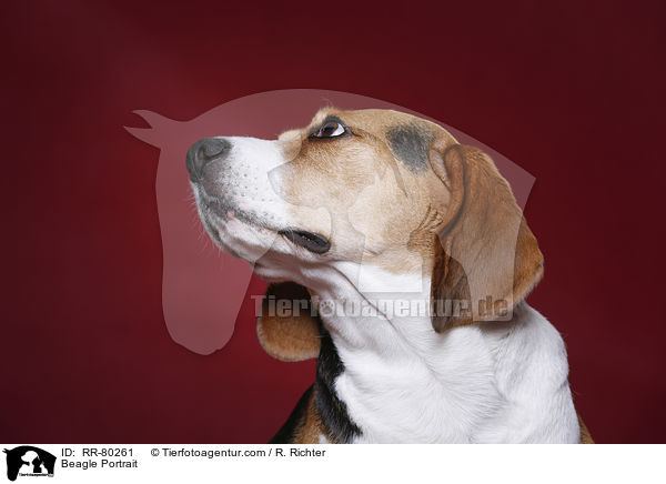 Beagle Portrait / Beagle Portrait / RR-80261