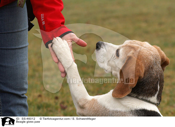 Beagle gibt Pftchen / Beagle gives paw / SS-46012