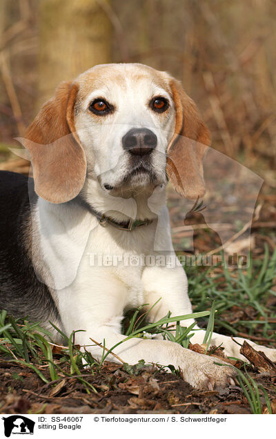 sitzender Beagle / sitting Beagle / SS-46067