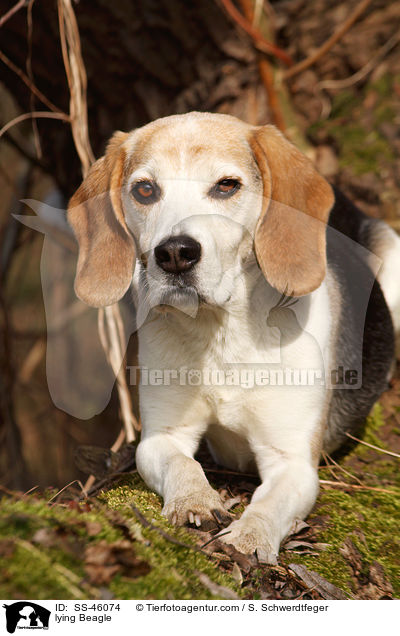 liegender Beagle / lying Beagle / SS-46074