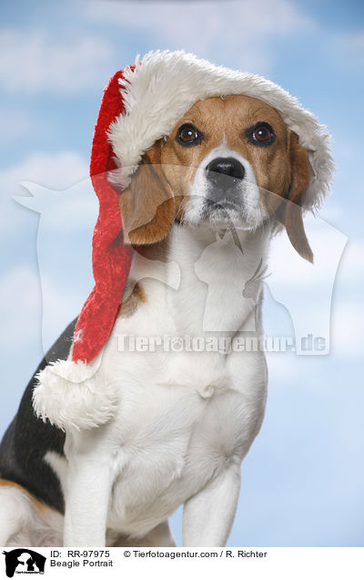 Beagle Portrait / Beagle Portrait / RR-97975