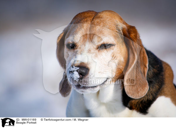 Beagle Portrait / Beagle Portrait / MW-01169