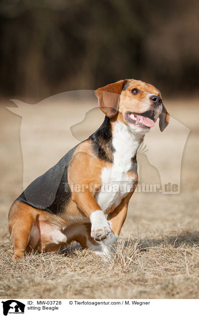 sitzender Beagle / sitting Beagle / MW-03728