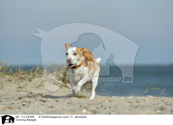 rennender Beagle / running Beagle / YJ-14098